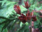 white cedar